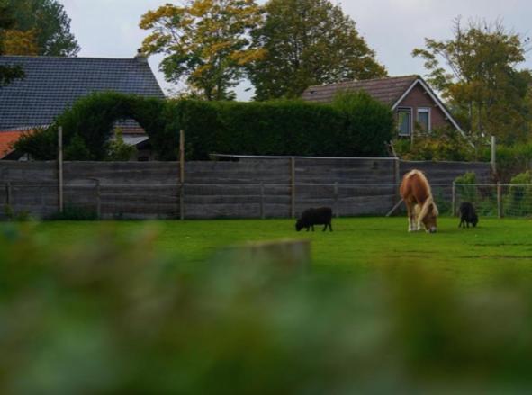 Vakantiewoningen De Schelp Renesse Ngoại thất bức ảnh